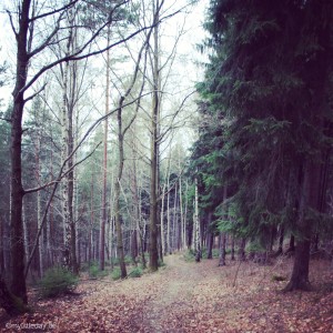 let's take a walk in the forest